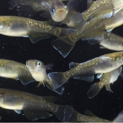 めだか【現物】20匹　マリアージュロングフィン✖️（エメラルドフィン✖️月華）F3の画像