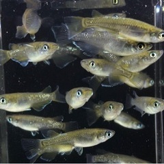 めだか【現物】20匹　マリアージュロングフィン✖️（エメラルドフィン✖️月華）F3の画像