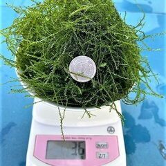 【無農薬】自家製ウィローモス【Net30g】