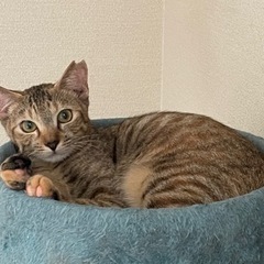 猫が大好き！食いしん坊な美人猫　わらちゃん