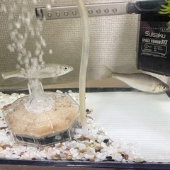 淡水魚あげます、勝どきまで来られる方の画像