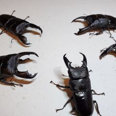 オオヒラタ各種　♂️単　5頭まとめての画像