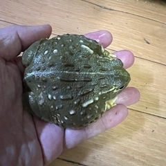 アフリカウシガエル