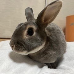 ＊うさぎの男の子♂引き取ってくださる方＊