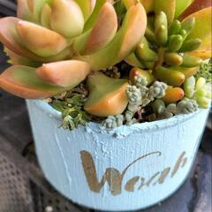☆多肉植物　星の王子寄植え