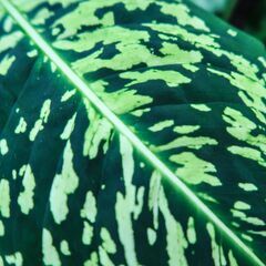 南国の観葉植物が大好きな方、自慢の植物を見せて頂きたいです。