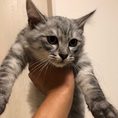 人懐っこい可愛い男の子