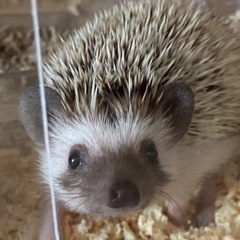 ヨツユビハリネズミ