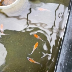 メダカ各種の画像