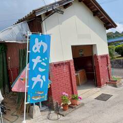 改良めだか　TORICOメダカ　今シーズン終了　来シーズンは20...