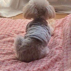 小さなトイプードル/ 私の転勤で犬が飼えなくなりました。 - 長久手市