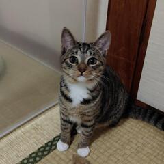 トライアル決まりました。