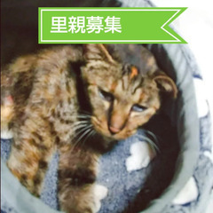 家猫修行中　キジ猫　シニア