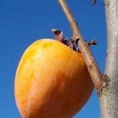 蜂屋柿譲って頂けませんか？