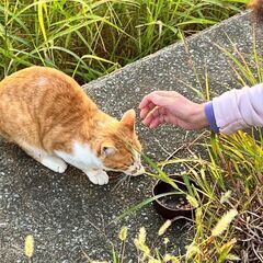 野猫の茶トラの紹介 (2023年 6月26日 永眠) - 松戸市