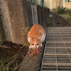 野猫の茶トラの紹介 (2023年 6月26日 永眠) - 猫