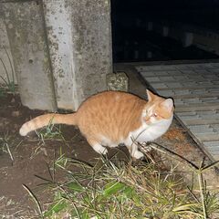 野猫の茶トラの紹介 (2023年 6月26日 永眠) − 千葉県