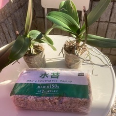 洋ラン