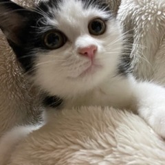黒白猫のリズちゃん　子猫だらけの里親会参加します