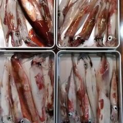 船釣り募集（基本は平日で） − 佐賀県