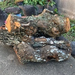 丸太　薪　コンロに　　枝垂れ梅の古木
