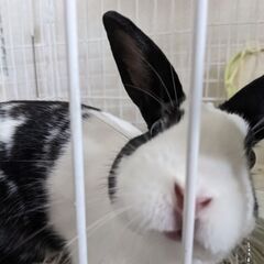 ミニウサギ　７ヶ月　　うさぎ