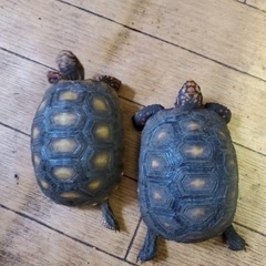 アカアシリクガメ、