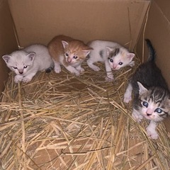 野良猫が産んだ子猫達　　里親決まりました
