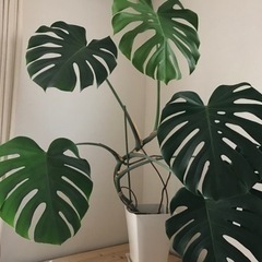 観葉植物　モンステラ