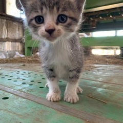 再募集。野良猫ちゃんが産んだサバトラちゃん