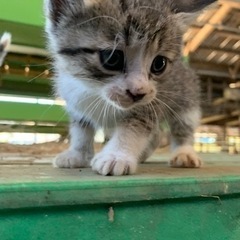 再募集。野良猫ちゃんが産んだサバトラちゃん - 田原市