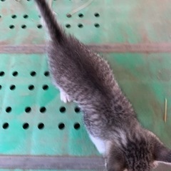 再募集。野良猫ちゃんが産んだサバトラちゃん - 猫