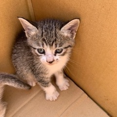 再募集。野良猫ちゃんが産んだサバトラちゃん − 愛知県