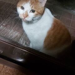 猫ちゃんの避難場所探してます！コンテナやプレハブ探してます！