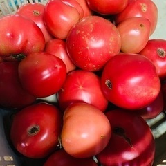 大急募④規格外トマト¥500~¥1,500🍅