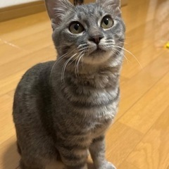 猫白血病だけど，とても元気なキジトラちゃん