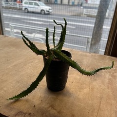 ユーフォルビア ステラータ 実生、飛竜 