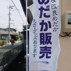 めだか販売&ハンドメイドたも網販売