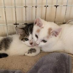 3ヶ月の子猫(キジ白と茶白) 命のバトンを繋いで下さい