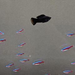 90cm水槽フルセット 生体や流木もの画像