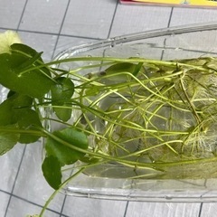 ウォーターコイン　水草の画像