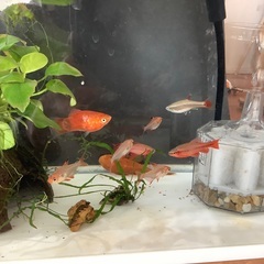 熱帯魚お譲りします。【無料】