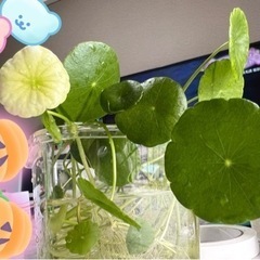 ウォーターコイン　水草の画像