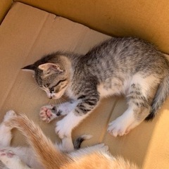 再募集。野良猫ちゃんが産んだサバトラちゃん - 里親募集