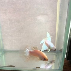 ベタ　熱帯魚　デルタテール　オスの画像