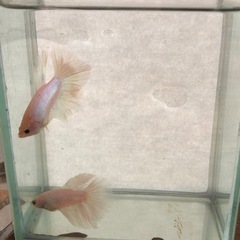 ベタ　熱帯魚　デルタテール　オスの画像