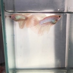 ベタ　熱帯魚　デルタテール　オスの画像