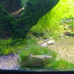 ミナミヌマエビ　７匹