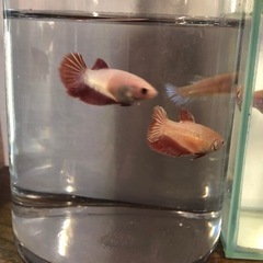 デルタテール　ベタ　熱帯魚　メスの画像