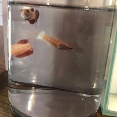 デルタテール　ベタ　熱帯魚　メスの画像